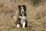 BORDER COLLIE 1553